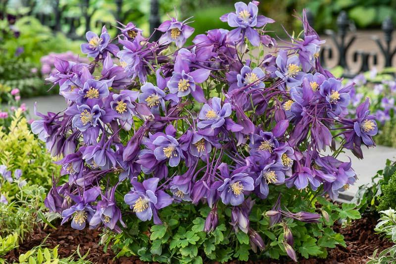 Aquilegia ‘Origami Purple And Blue’ (Columbine)