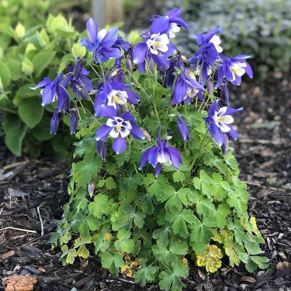 Aquilegia ‘Origami Purple And Blue’ (Columbine)