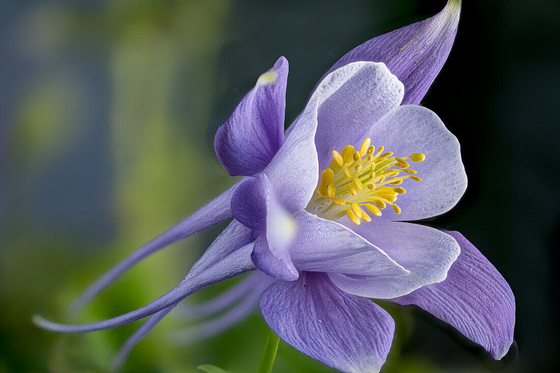 Aquilegia ‘Origami Purple And Blue’ (Columbine)