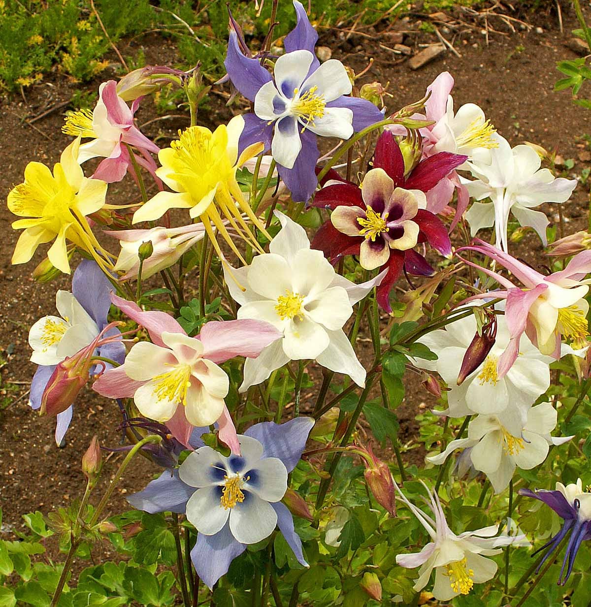 Aquilegia × Hybrida ‘McKana Giants’ (McKana Giants Columbine)