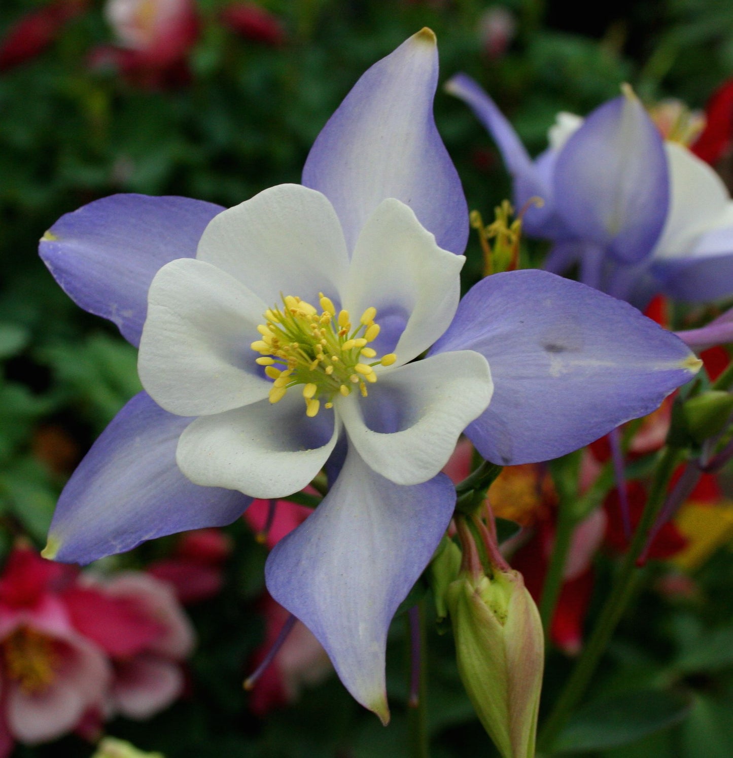 Aquilegia × Hybrida ‘Origami Blue And White’