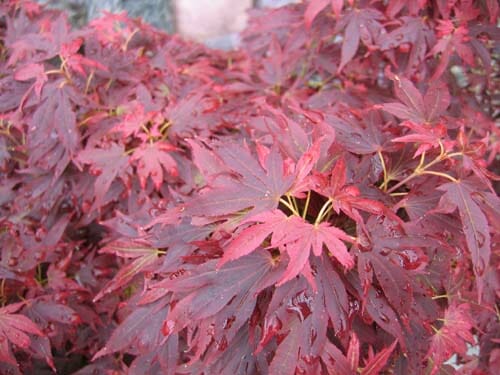 Acer Palmatum 'Aratama' (upright)