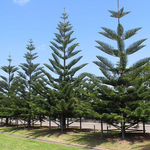 Araucaria Heterophylla (Norfolk Island Pine)
