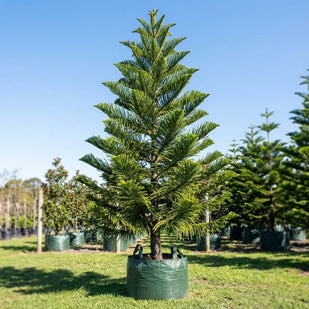 Araucaria Columnaris (Cook Pine)