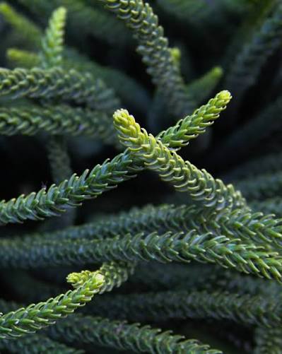 Araucaria Columnaris (Cook Pine)