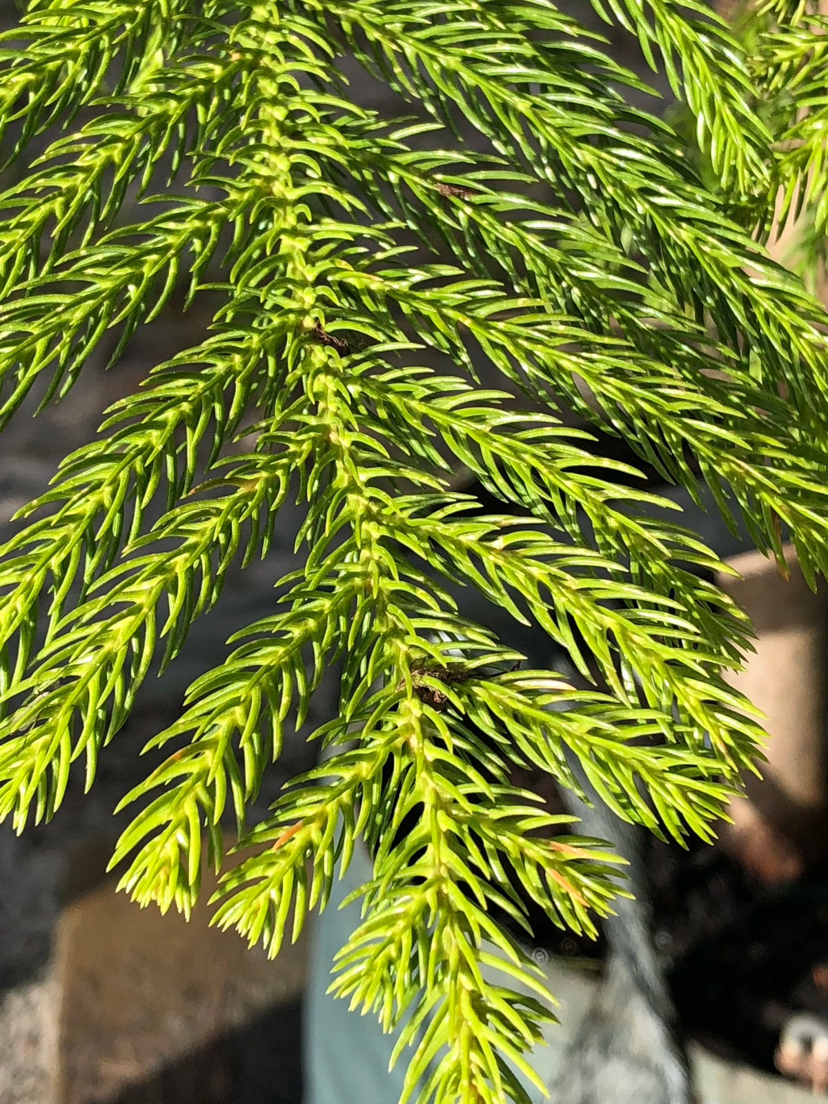 Araucaria Columnaris (Cook Pine)
