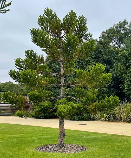 Araucaria Cunninghamii (Hoop Pine)