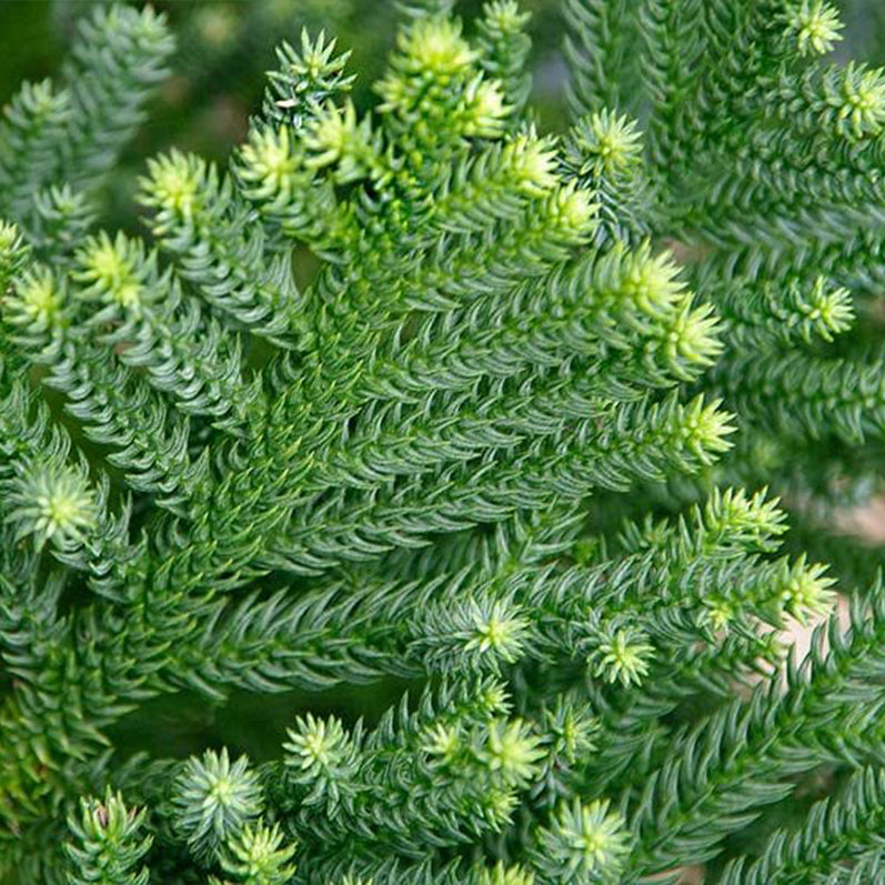 Araucaria Cunninghamii (Hoop Pine)