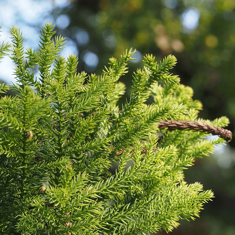 Araucaria Cunninghamii (Hoop Pine)