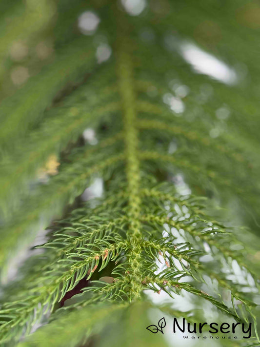 Araucaria Heterophylla (Norfolk Island Pine)
