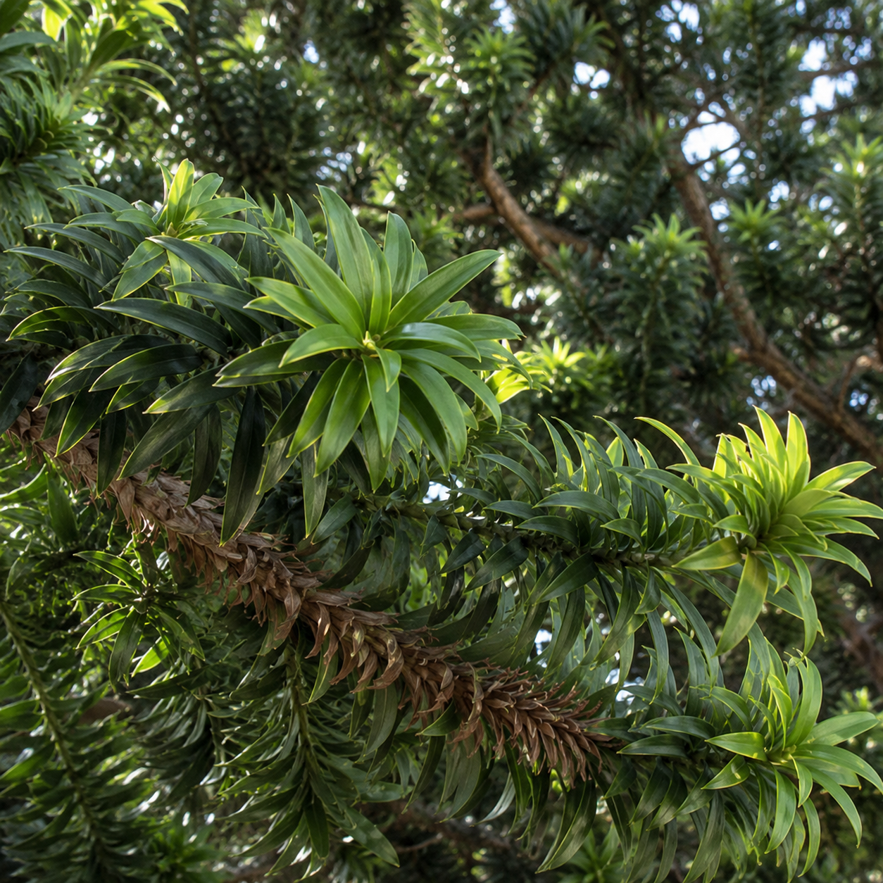 Araucaria Bidwillii (Bunya Pine)