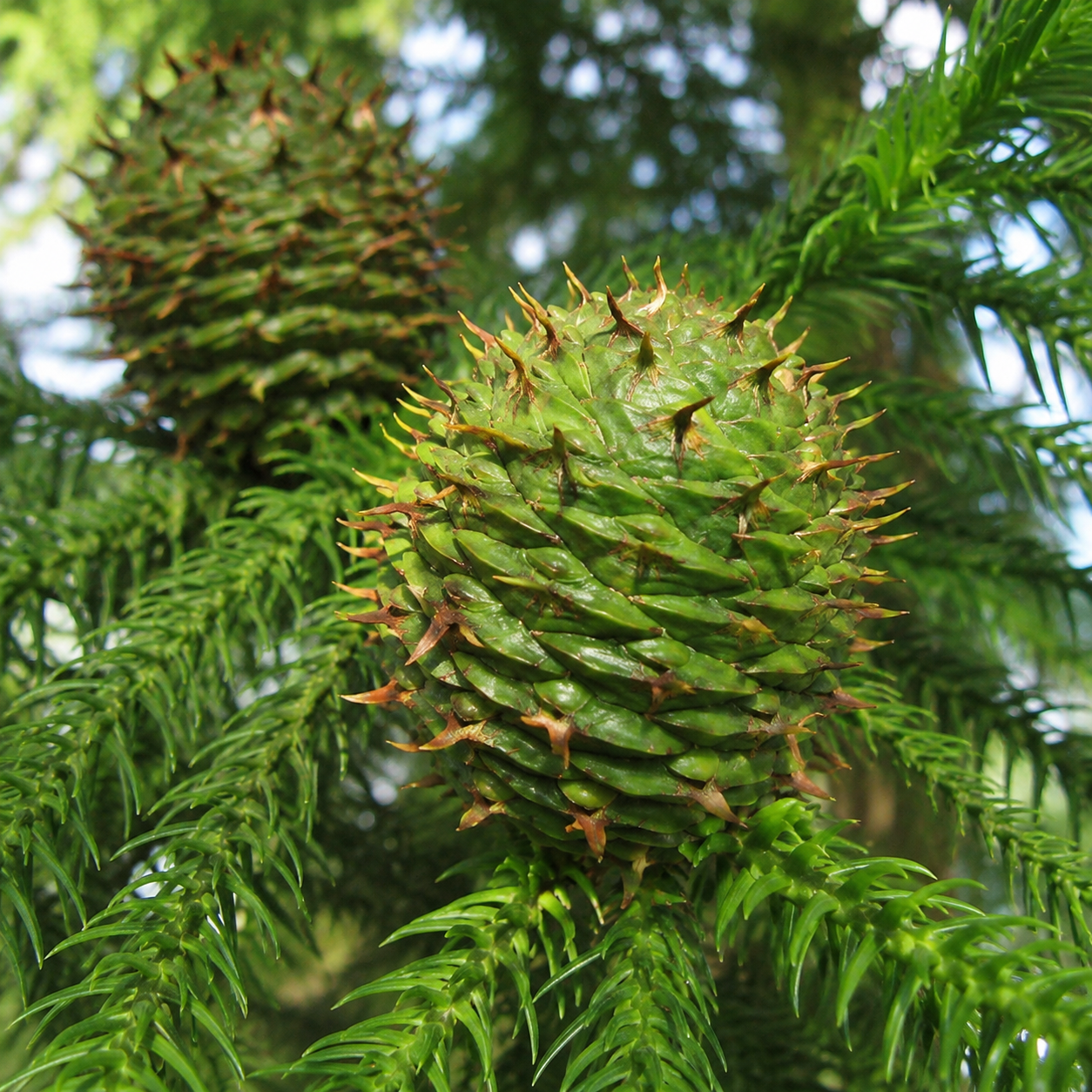 Araucaria Bidwillii (Bunya Pine)