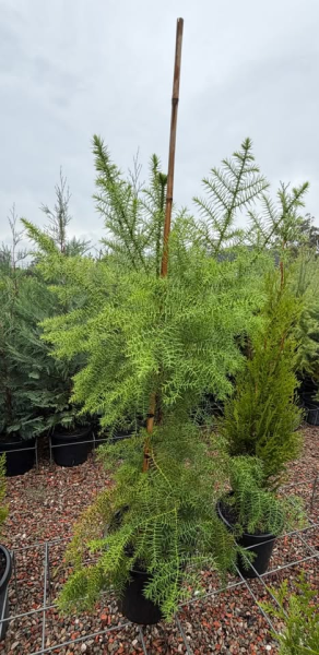 Araucaria Cunninghamii (Hoop Pine) CLEARANCE
