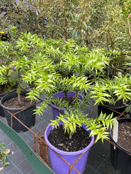 Araucaria Bidwillii (Bunya Pine)