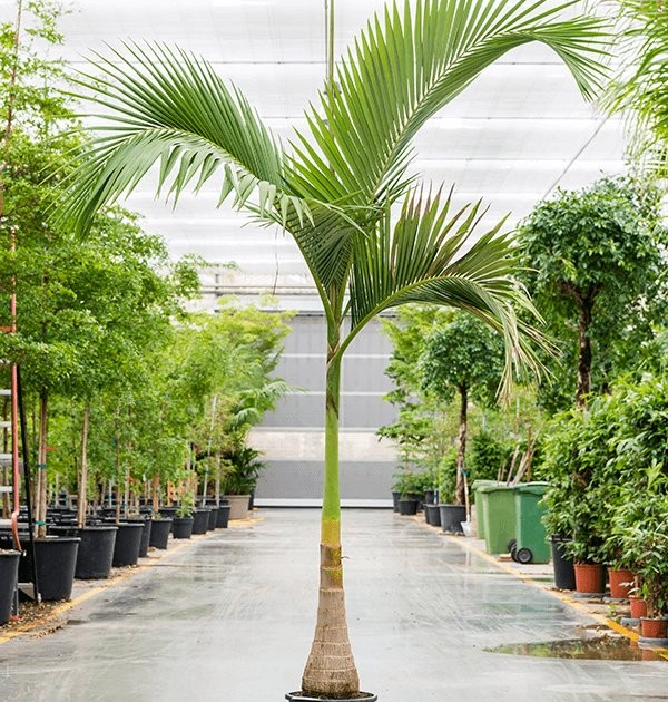 Archontophoenix Cunninghamiana (Bangalow Palm)