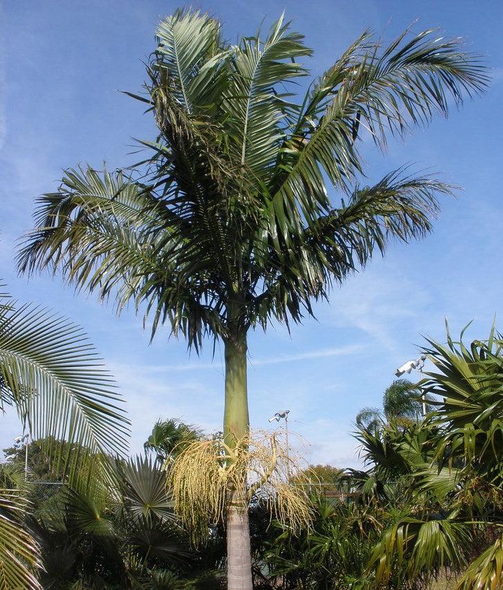 Archontophoenix Alexandrae Multi Planted (Multi Planted Alexandra Palm / King Palm)