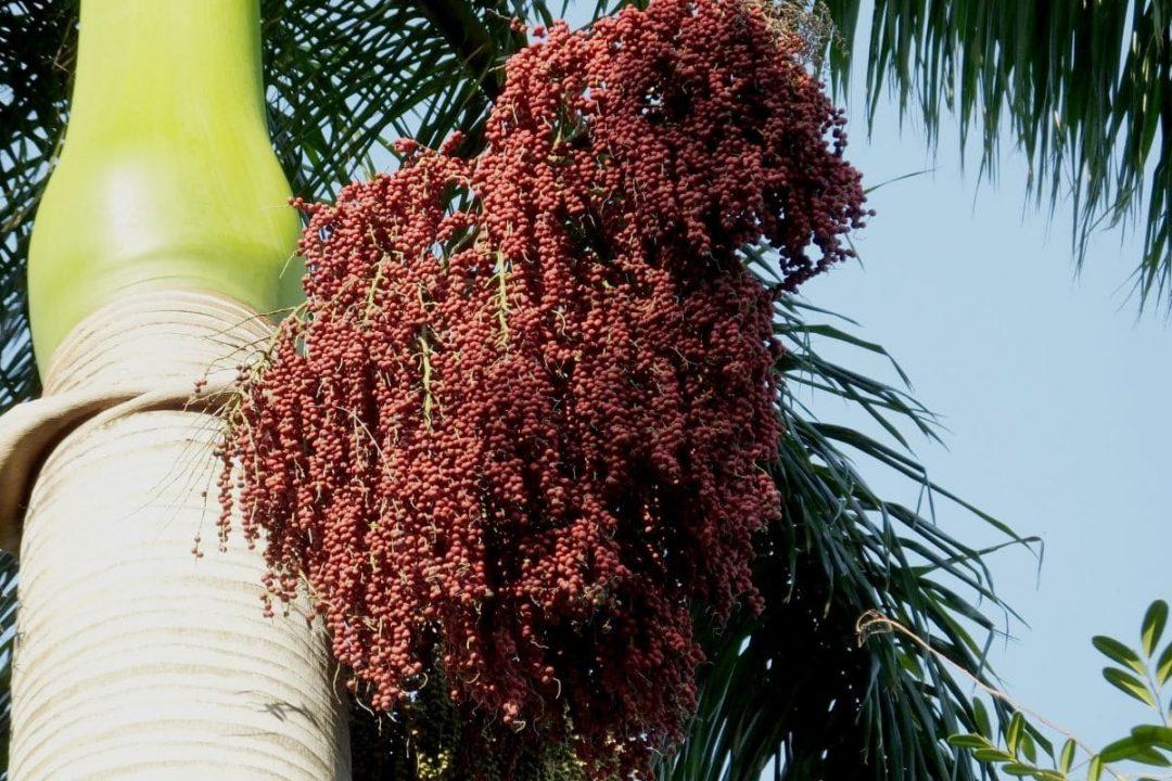 Archontophoenix Alexandrae Multi Planted (Multi Planted Alexandra Palm / King Palm)