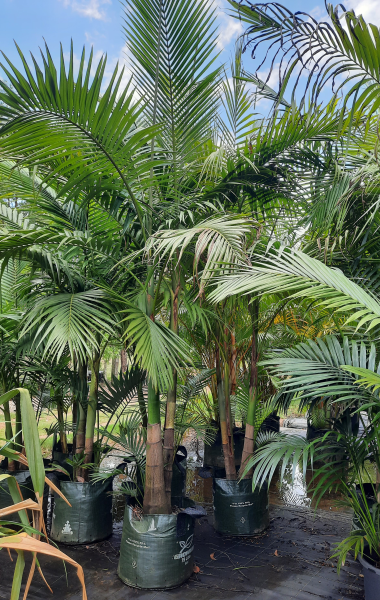 Archontophoenix Alexandrae Multi Planted (Multi Planted Alexandra Palm / King Palm)