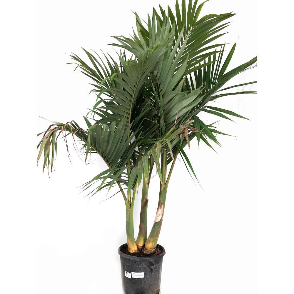 Archontophoenix Alexandrae Multi Planted (Multi Planted Alexandra Palm / King Palm)