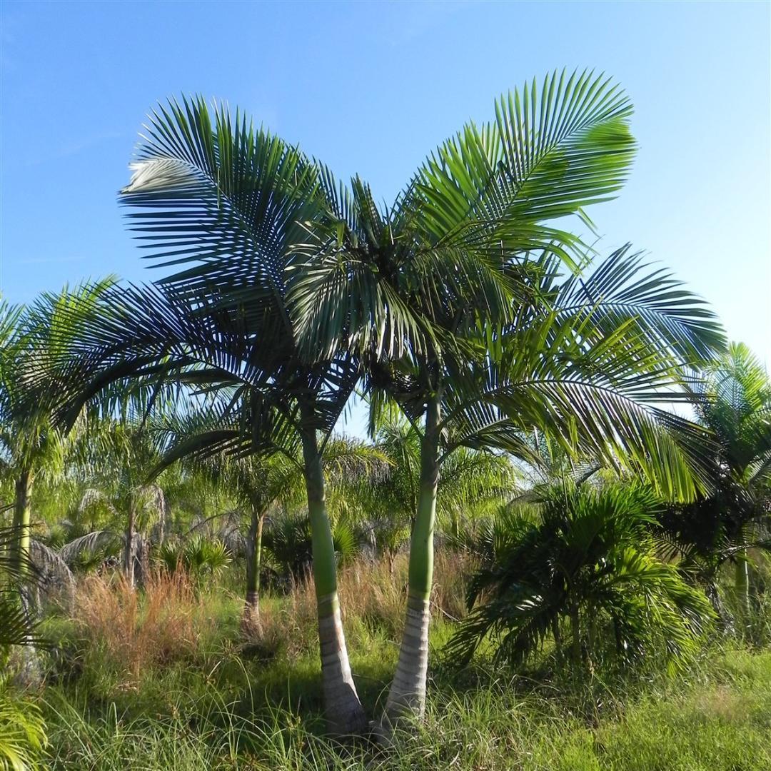 Archontophoenix Alexandrae Multi Planted (Multi Planted Alexandra Palm / King Palm)