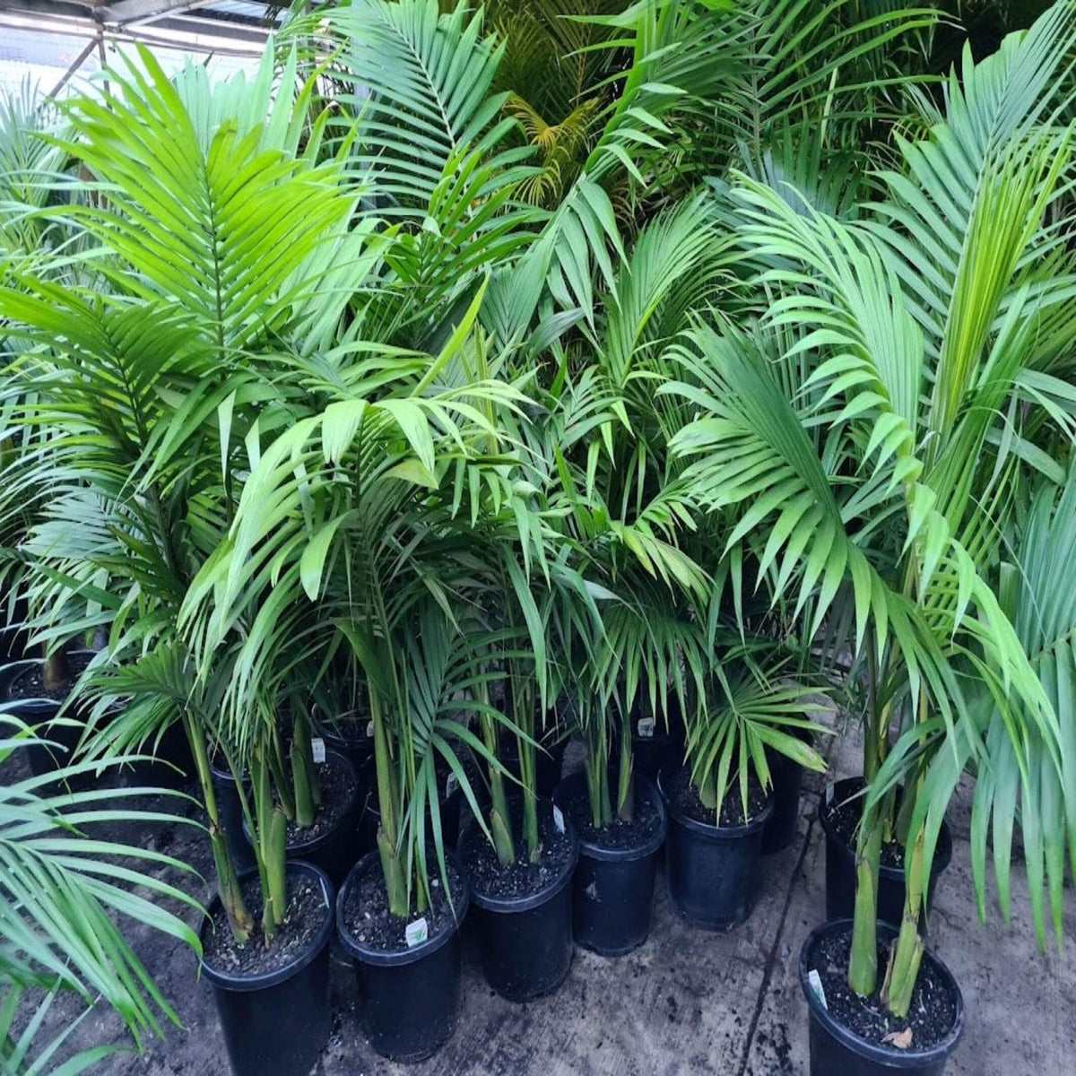 Archontophoenix Alexandrae Multi Planted (Multi Planted Alexandra Palm / King Palm)
