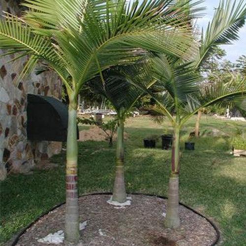 Archontophoenix Alexandrae Multi Planted (Multi Planted Alexandra Palm / King Palm)