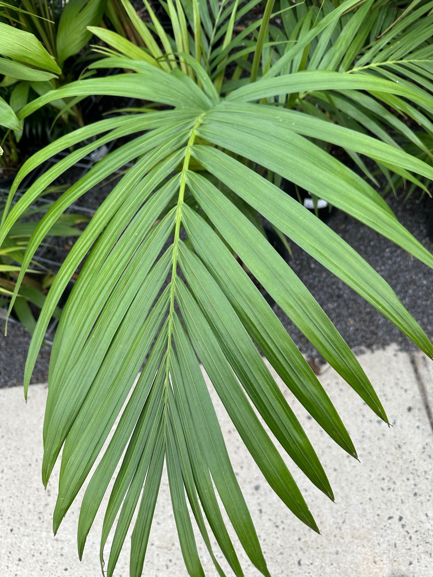 Archontophoenix Cunninghamiana (Bangalow Palm)