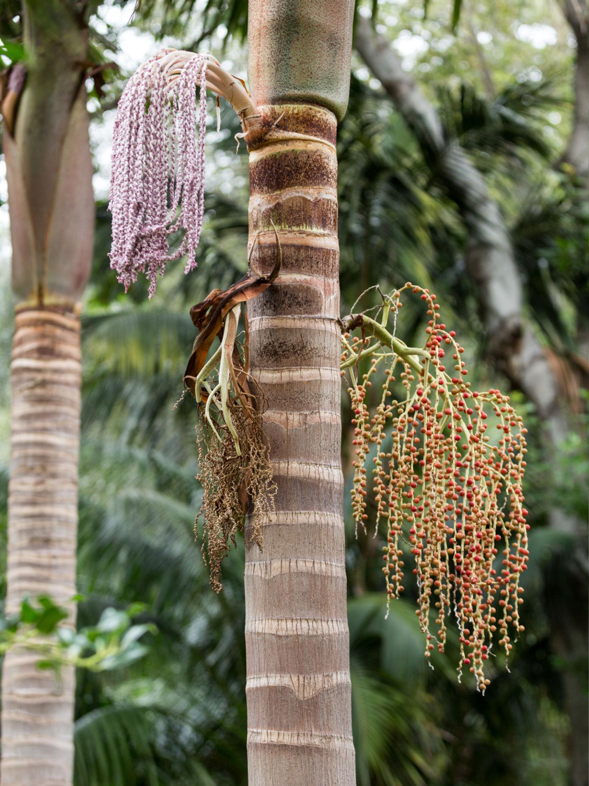 Archontophoenix Cunninghamiana (Bangalow Palm)