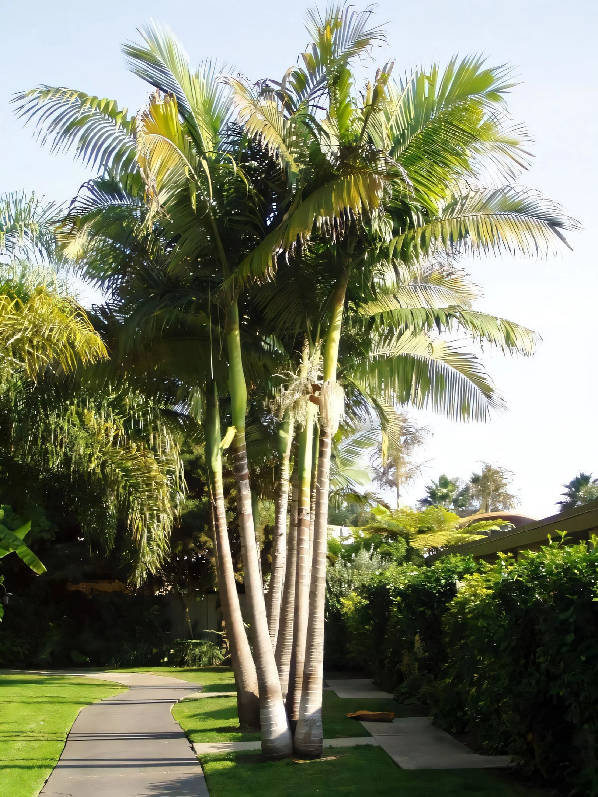 Archontophoenix Cunninghamiana (Bangalow Palm) Multi Planted