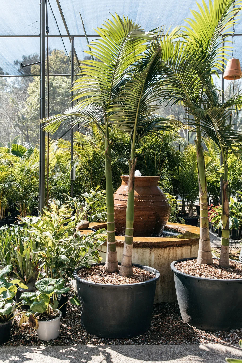 Archontophoenix Cunninghamiana (Bangalow Palm) Multi Planted