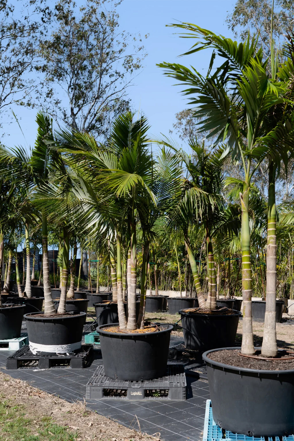 Archontophoenix Cunninghamiana (Bangalow Palm) Multi Planted