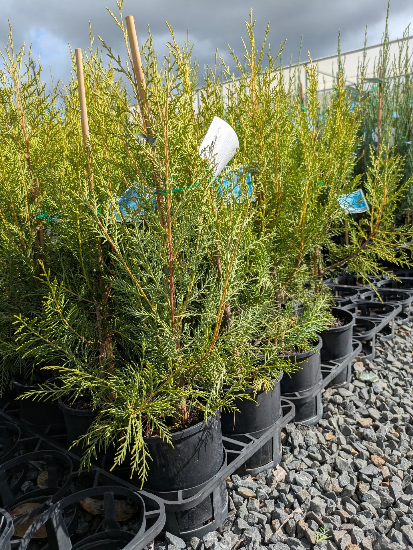 Cupressus Torulosa 'Arctic Green' (Arctic Green Himalayan Cypress)