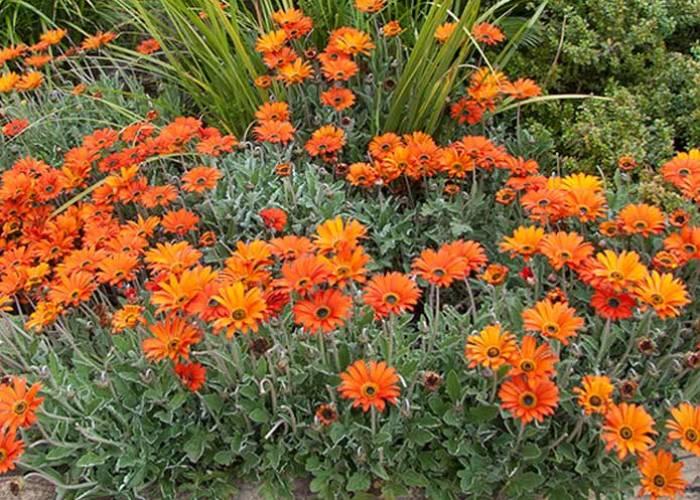 Arctotis ‘Fireball’ (African Daisy)