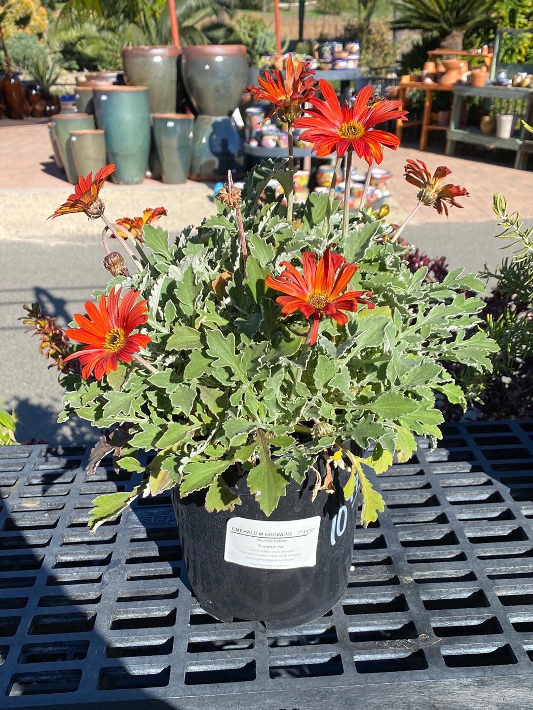 Arctotis ‘Fireball’ (African Daisy)