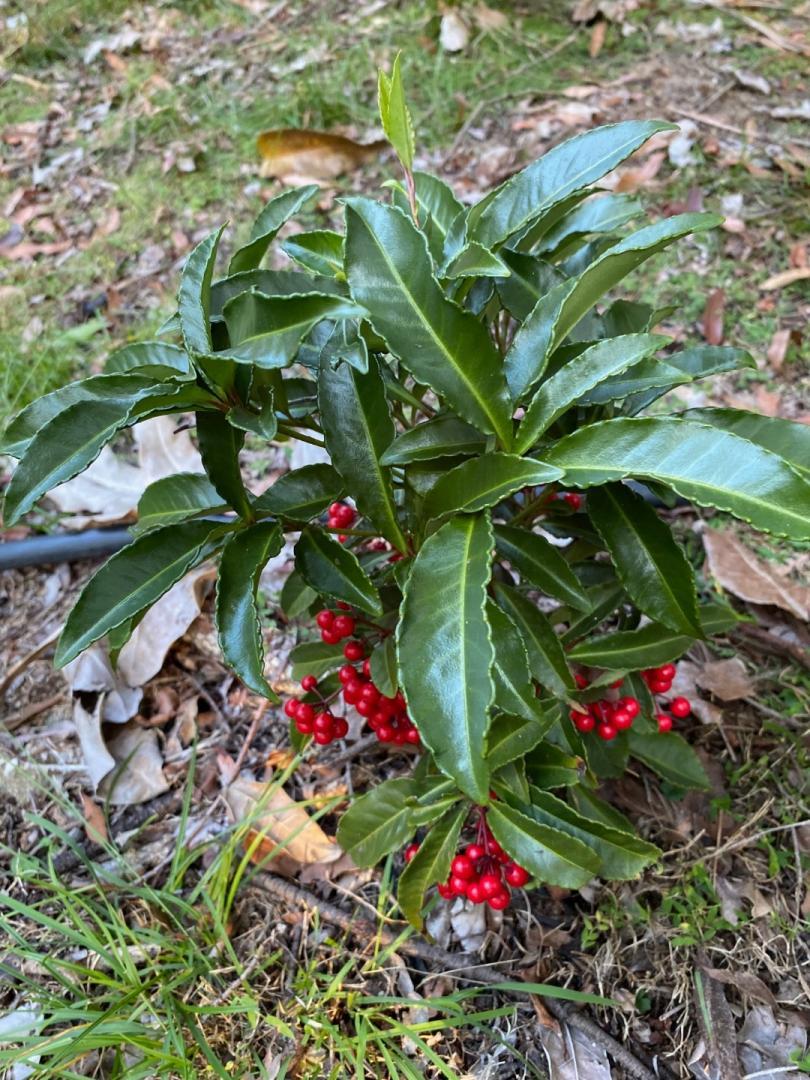 Ardisia Crispa (Shoebutton Ardisia)