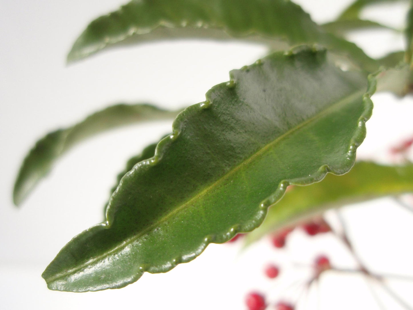 Ardisia Crispa (Shoebutton Ardisia)
