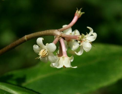 Ardisia Crispa (Shoebutton Ardisia)