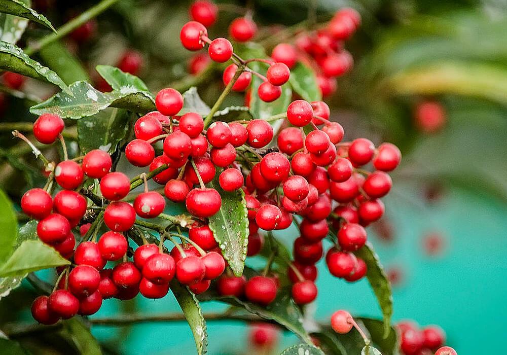 Ardisia Crispa (Shoebutton Ardisia)
