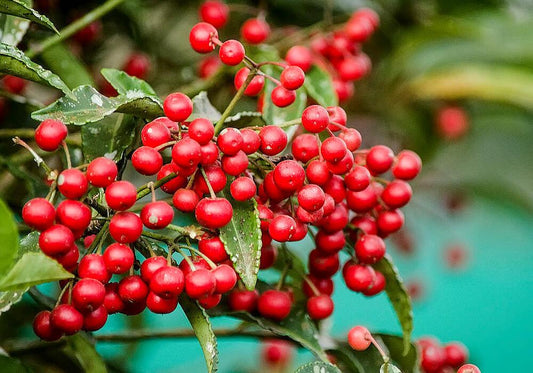 Ardisia Crispa (Shoebutton Ardisia)
