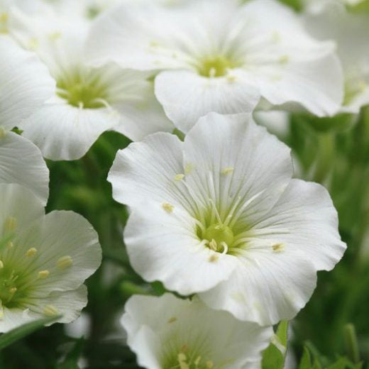 Arenaria montana (Mountain Sandwort)