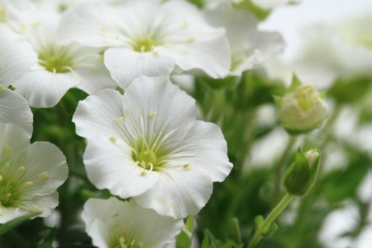 Arenaria montana ‘Blizzard’ (Mountain Sandwort)