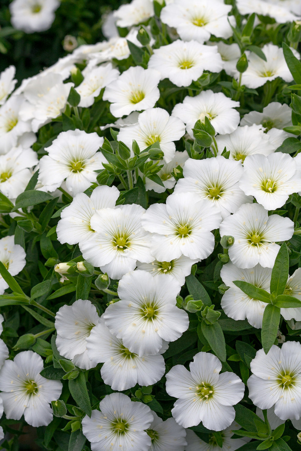 Arenaria Montana 'Blizzard'