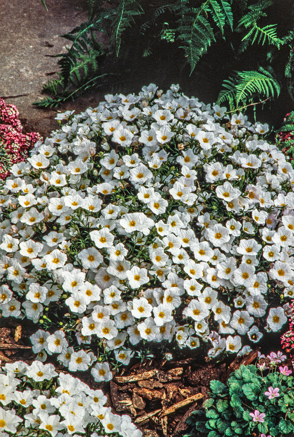 Arenaria Montana 'Blizzard'