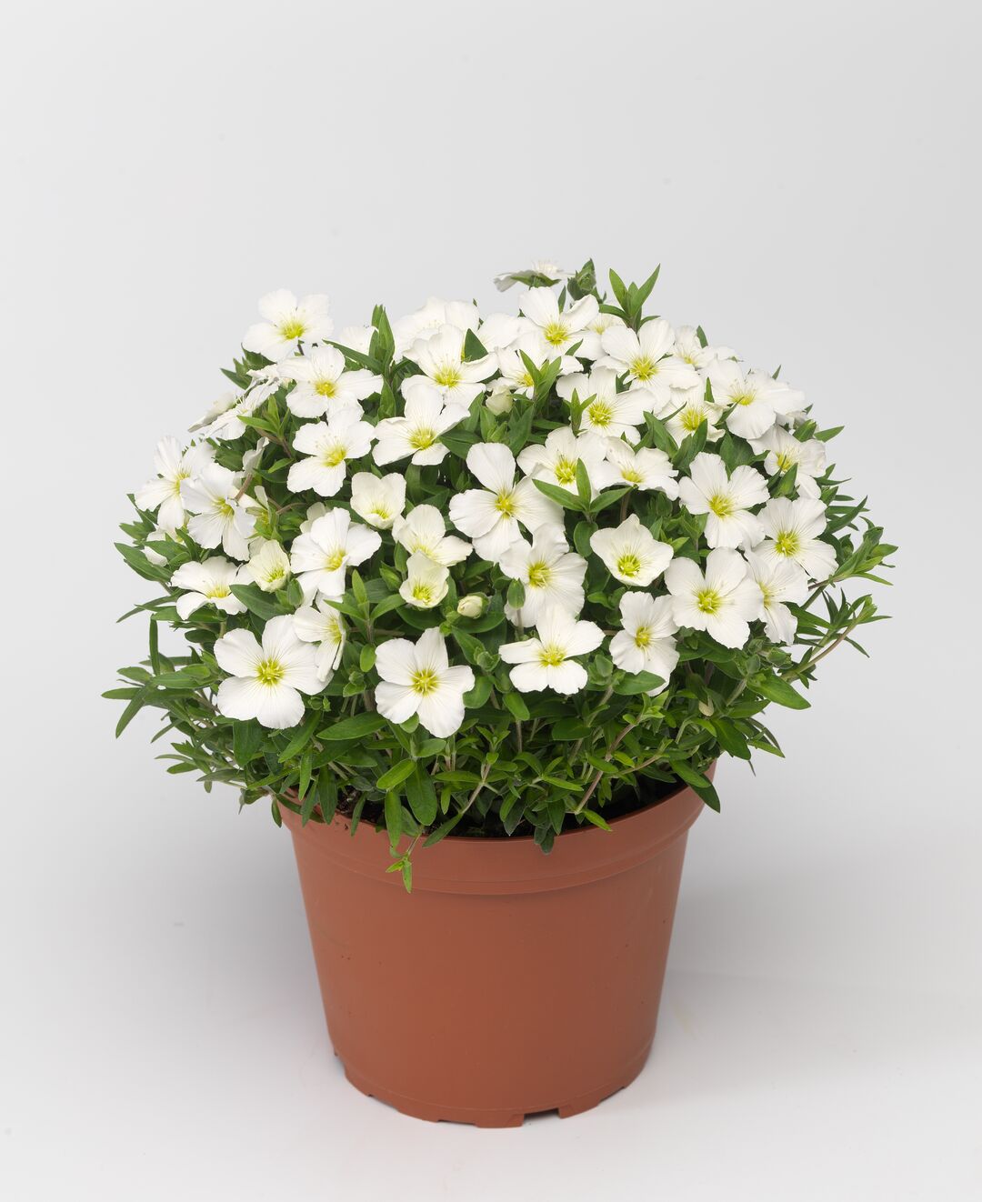 Arenaria Montana 'Blizzard'
