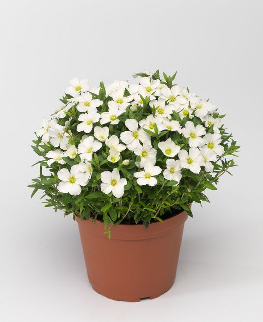 Arenaria Montana 'Blizzard'