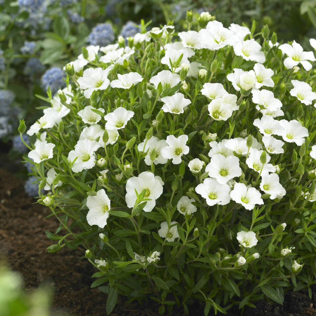 Arenaria Montana Summer White