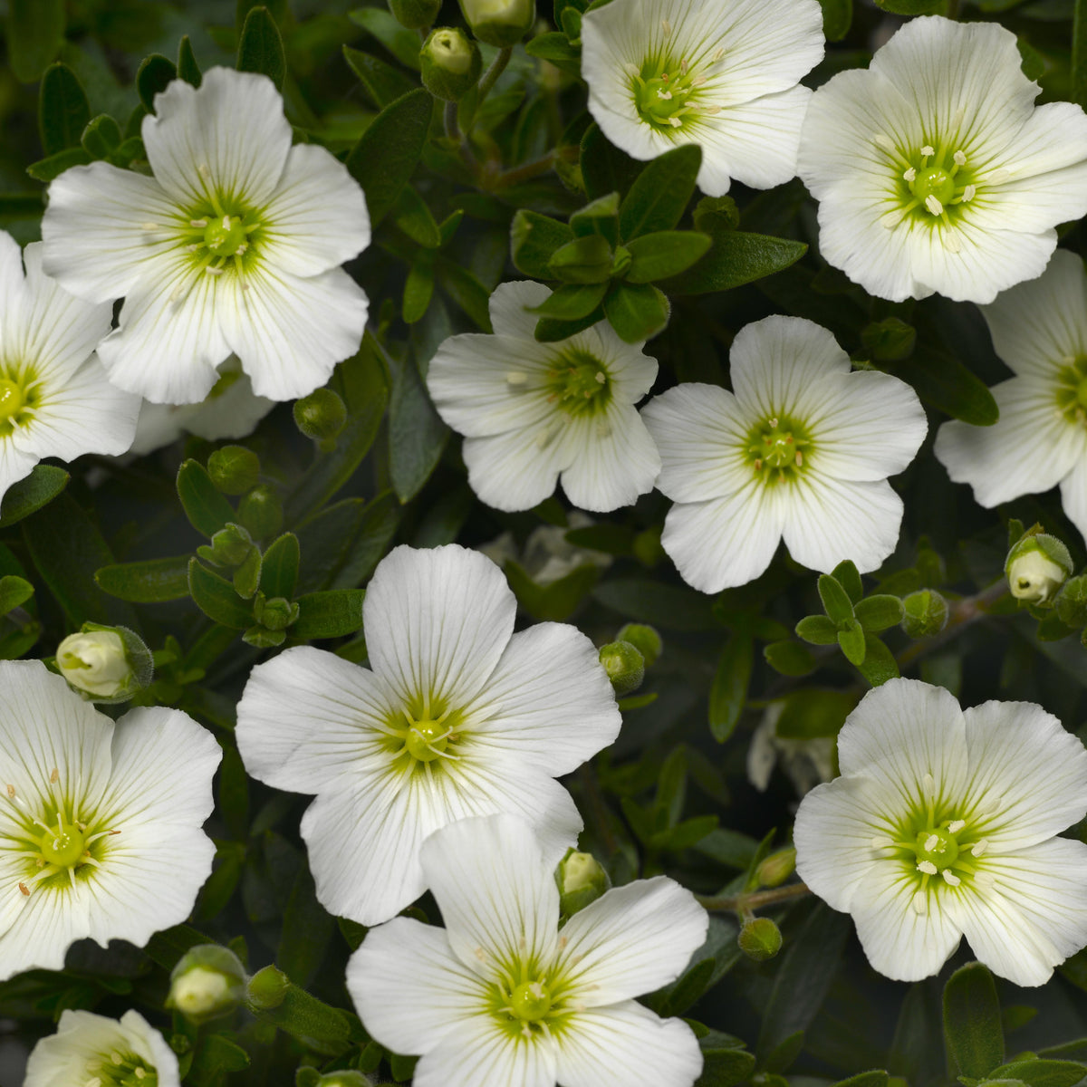 Arenaria Montana Summer White