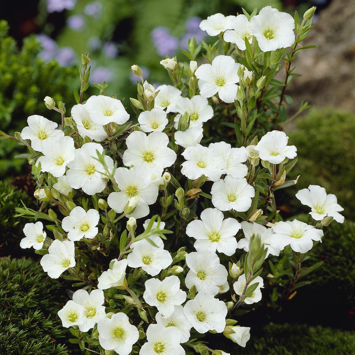 Arenaria Montana Summer White
