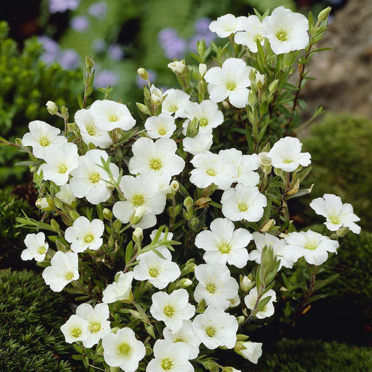 Arenaria Montana Summer White