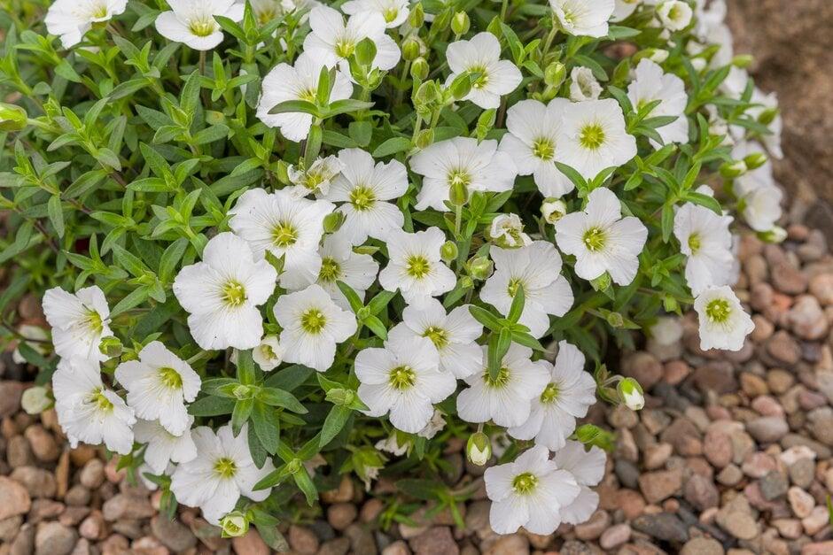 Arenaria Montana Summer White